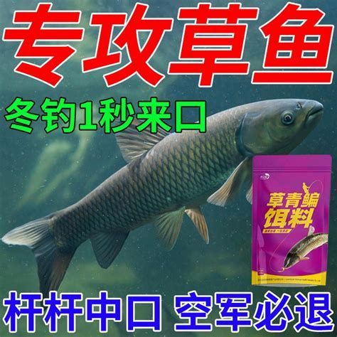 黑鱗病最怕三個魚，關于黑鱗病的詳細解析及其最怕感染的三種魚類