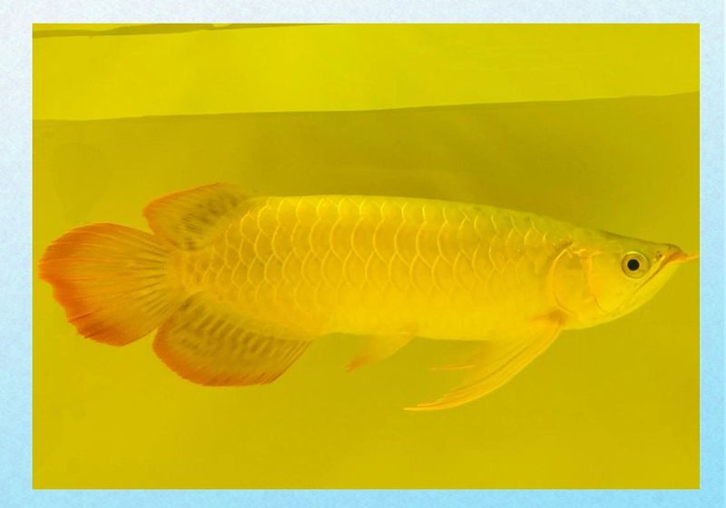 如何判斷大觀龍魚的健康狀況，大觀龍魚的健康狀況的判斷大觀龍魚的健康狀況的方法
