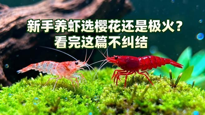 推薦一些適合新手的觀賞蝦，新手觀賞蝦新手養蝦推薦：櫻花蝦、黃金米蝦、黃金米蝦
