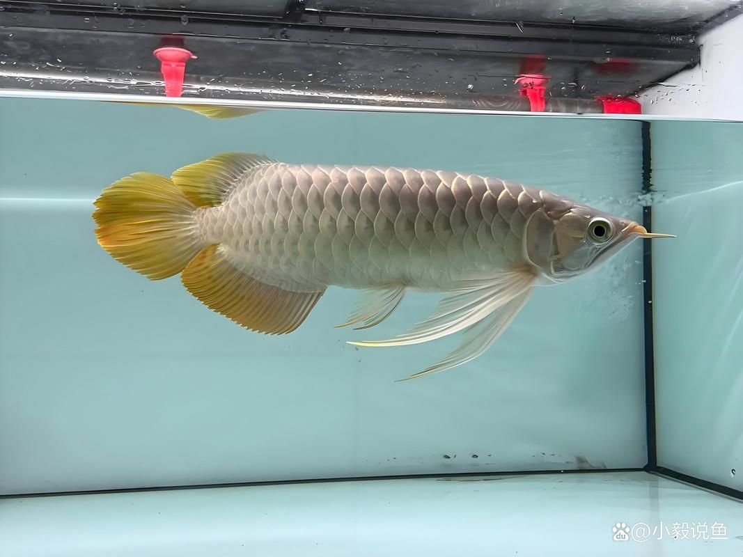 能否提供樂業(yè)龍魚的圖片，如何在網(wǎng)上找到樂業(yè)龍魚圖片
