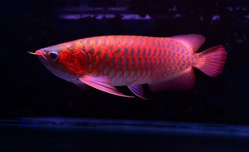 如何延長紫嫣紅龍魚的壽命，如何延長紫嫣紅龍魚壽命