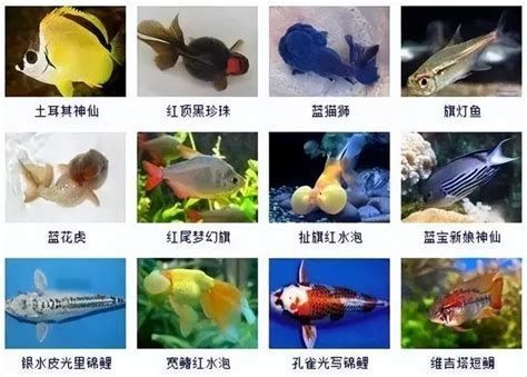 觀賞魚百科，1000字的《觀賞魚百科》詳解