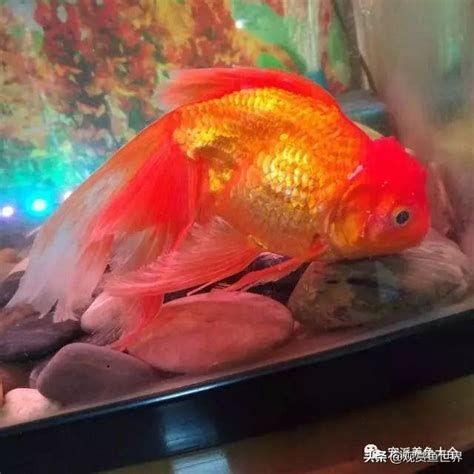 觀賞魚百科，1000字的《觀賞魚百科》詳解