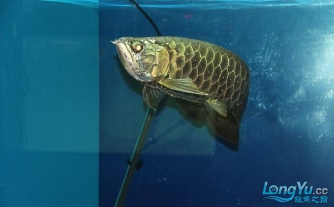 給我一些鑒別塘沽龍魚真偽的圖片，塘沽龍魚真偽鑒別需結合品種特征與生理指標