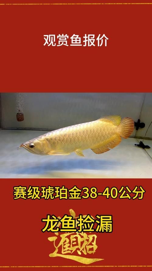 給我一些古典金頭過背龍魚的圖片，古典金頭過背龍魚價格是多少古典金頭過背龍魚的選購標準清單