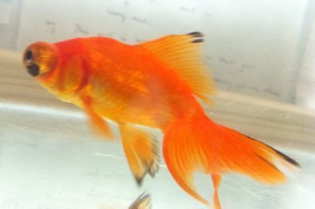 金魚尾巴爛了是什么原因，金魚尾巴爛了可能由多種原因引起，