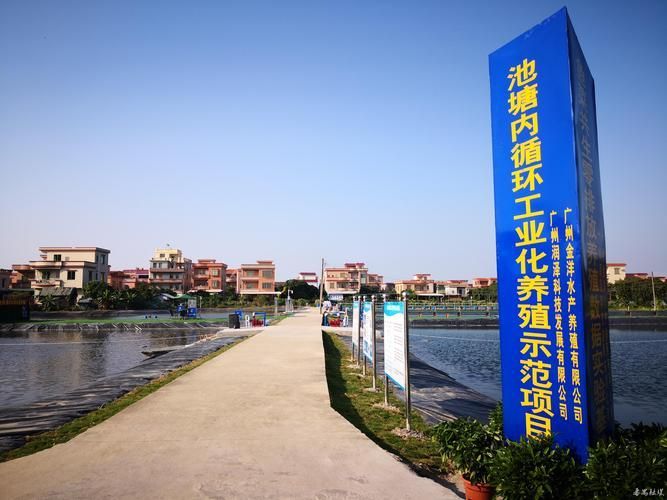 番禺龍魚被禁后，產業如何轉型，番禺龍魚被禁養后，產業如何轉型發展 番禺龍魚被禁后，產業如何轉型，番禺龍魚被禁養后，產業如何轉型發展 龍魚百科 第1張