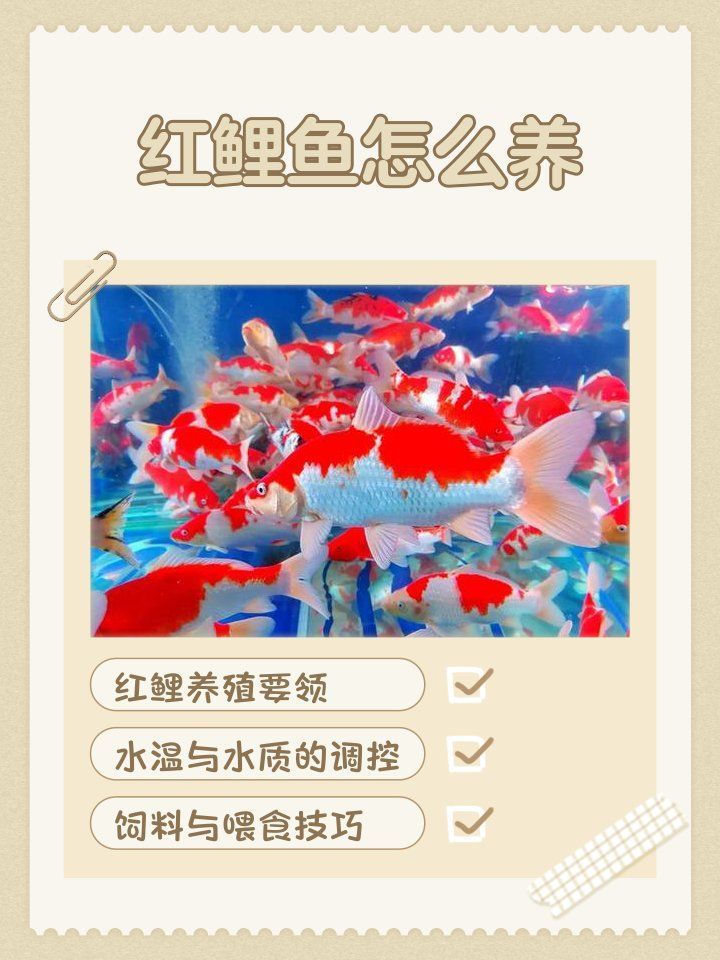 紅龍魚和紅鯉魚哪個更有飼養價值