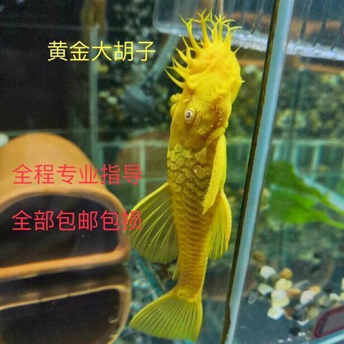 祥龍魚場的異型魚質量如何，北京深海祥龍魚場觀賞魚養殖場（loricariidae）