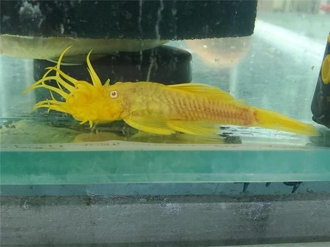 祥龍魚場的異型魚質量如何，北京深海祥龍魚場觀賞魚養殖場（loricariidae）