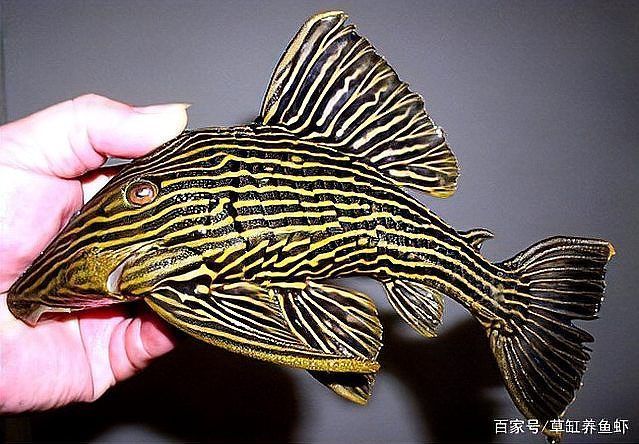 祥龍魚場的異型魚質量如何，北京深海祥龍魚場觀賞魚養殖場（loricariidae）