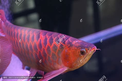 龍魚嘴巴頻繁開關是缺氧嗎？，——深度解析龍魚嘴巴頻繁開關是缺氧嗎