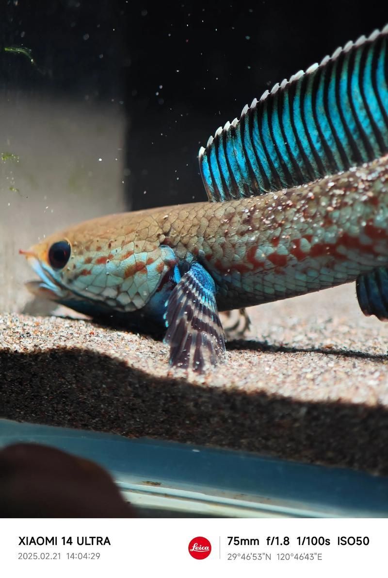 給我一些關于奶龍魚的圖片或視頻，“奶龍魚”是一種以觀賞性和親和力為核心的文創化魚類形象