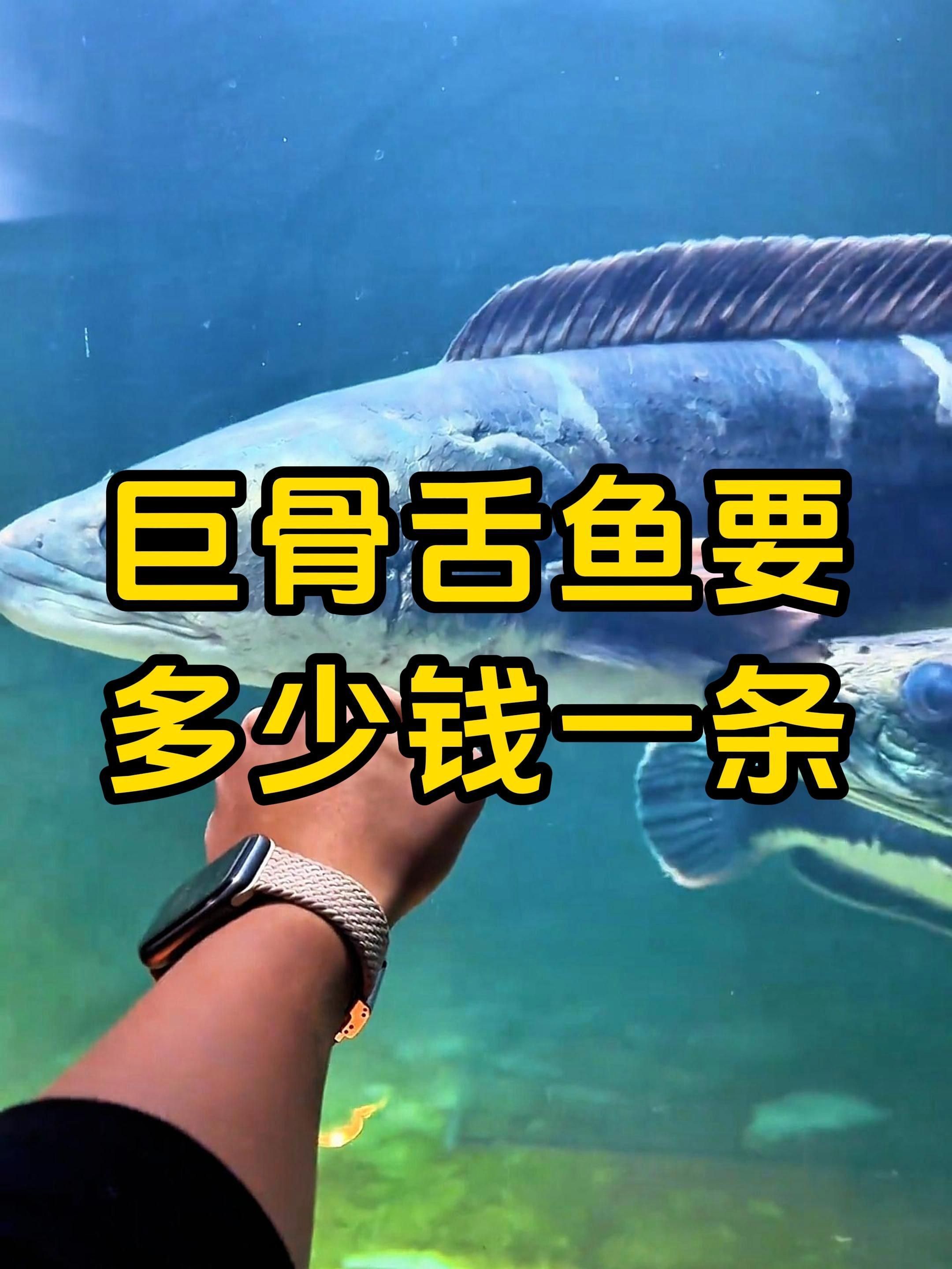 巨骨舌魚的飼養成本大概是多少，巨骨舌魚的飼養、成本與法律風險