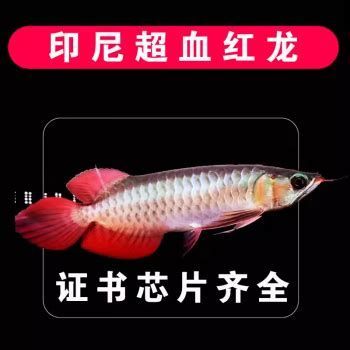 龍魚證書查詢需要多長時(shí)間？，龍魚證書怎么查詢