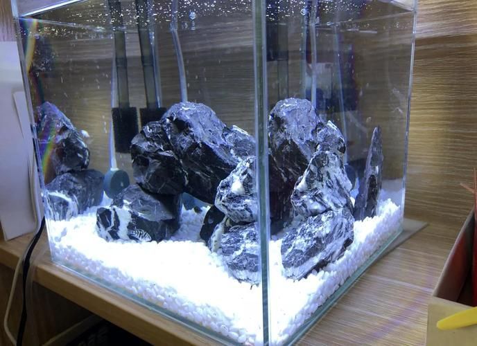 白龍魚的飼養方法是什么，北京地區白龍魚飼養指南