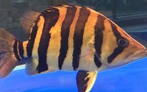 虎魚，水底的獵豹虎魚（tigerfish）配圖