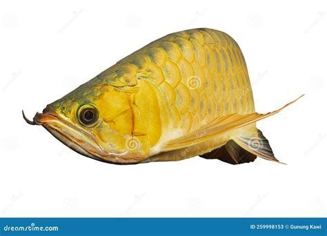 龍魚感染最忌三種藥，龍魚感染治療中最忌用的三種藥