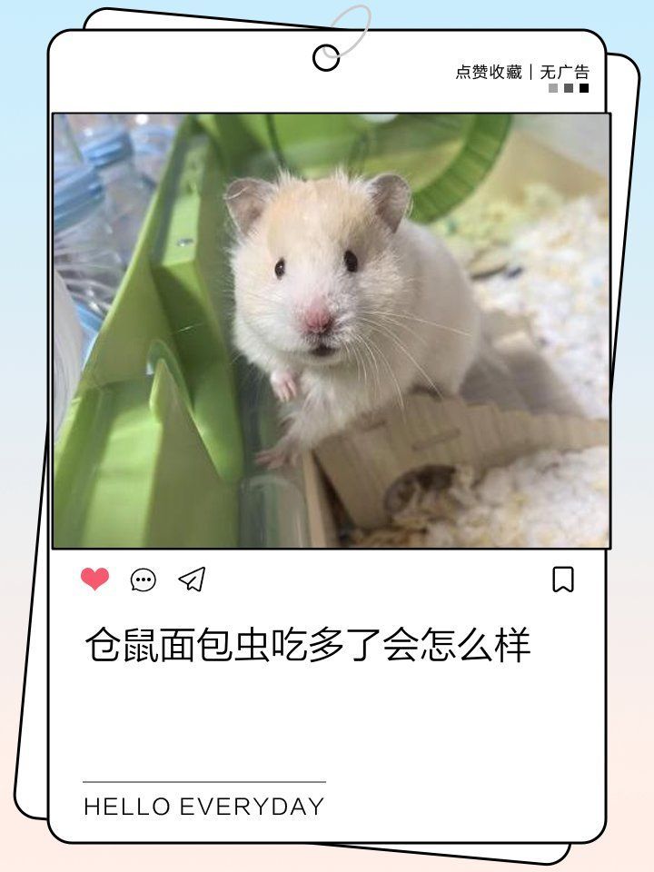 長期只喂面包蟲會有什么后果，只喂面包蟲對寵物貓或狗的健康可能產(chǎn)生一系列負面影響
