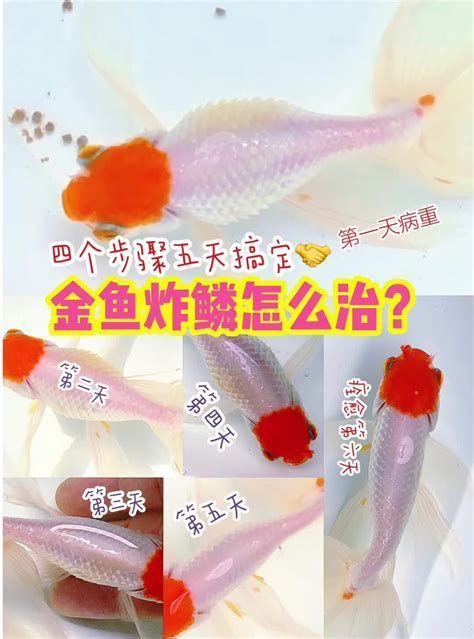 金魚肚子大炸鱗是懷孕了嗎，金魚肚子大、鱗片炸起是懷孕嗎？