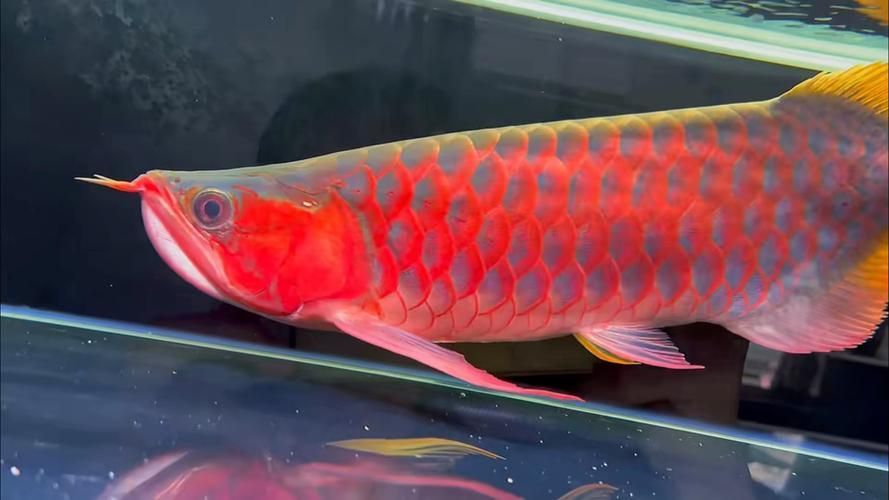 給我一些辨別真假大湖紅龍魚的圖片對比，如何辨別真假大湖紅龍魚