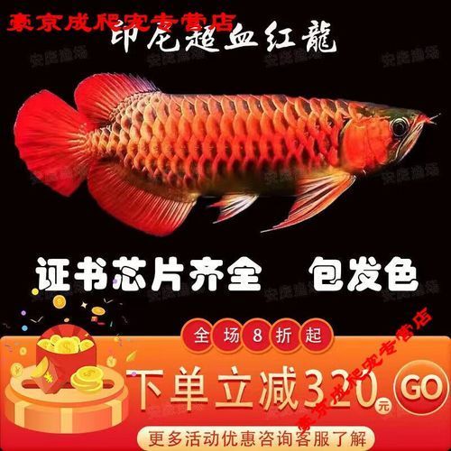 給我一些辨別真假大湖紅龍魚的圖片對比，如何辨別真假大湖紅龍魚