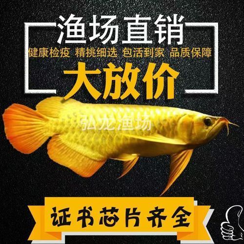 有哪些適合藍底金頭過背金龍魚的裝飾品，底金頭過背金龍魚的裝飾品選擇合適的金龍魚裝飾品推薦