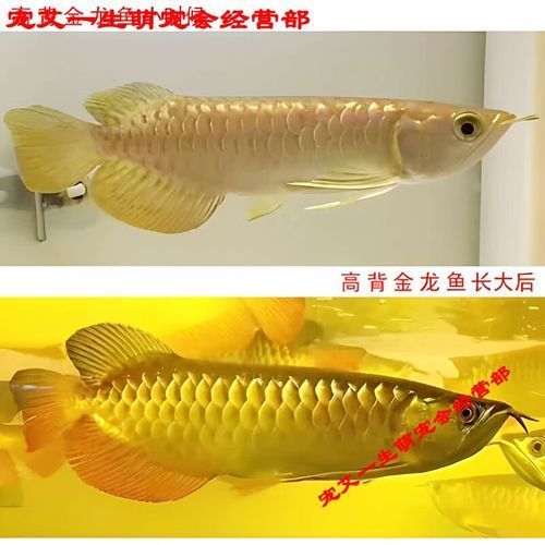 有哪些適合藍底金頭過背金龍魚的裝飾品，底金頭過背金龍魚的裝飾品選擇合適的金龍魚裝飾品推薦