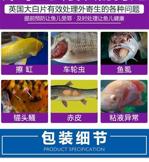 龍魚內寄生蟲多久會消失，“龍魚內寄生蟲多久會消失”詳細分析（約1000字）