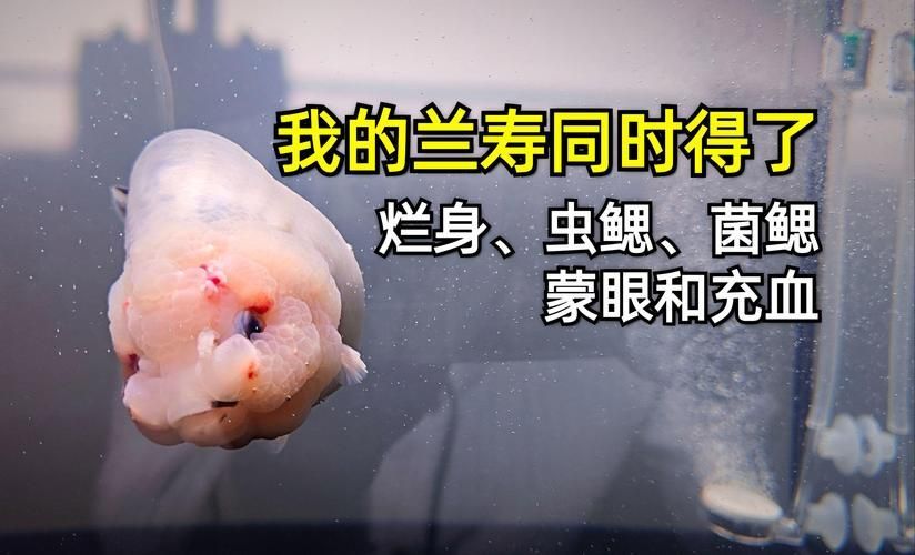 給我一些區分蒙眼病和鰓蟲感染的圖片，如何區分蒙眼病和鰓蟲感染？