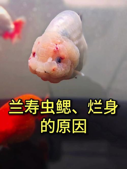 給我一些區分蒙眼病和鰓蟲感染的圖片，如何區分蒙眼病和鰓蟲感染？