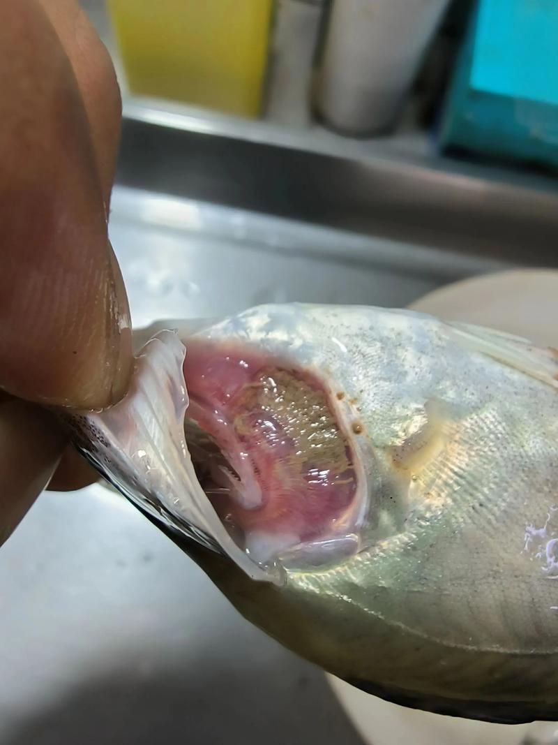 給我一些區分蒙眼病和鰓蟲感染的圖片，如何區分蒙眼病和鰓蟲感染？