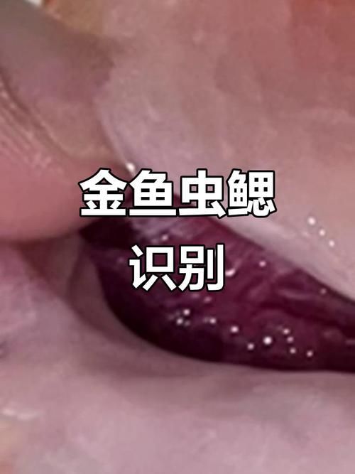 給我一些區分蒙眼病和鰓蟲感染的圖片，如何區分蒙眼病和鰓蟲感染？