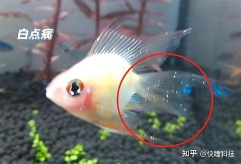 生病的龍魚多久開一次燈？，生病的龍魚需要定期開燈