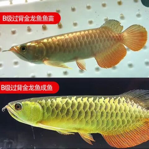 給我推薦一些好的B級過背金龍魚，b級過背金龍魚的飼養月度管理
