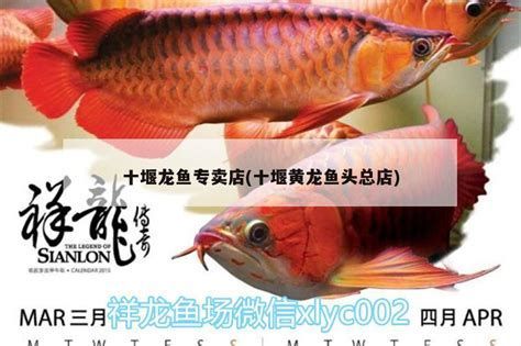虎斑恐龍魚，虎斑恐龍魚怎么養？