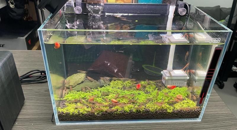 有哪些替代蝦仁的飼料推薦