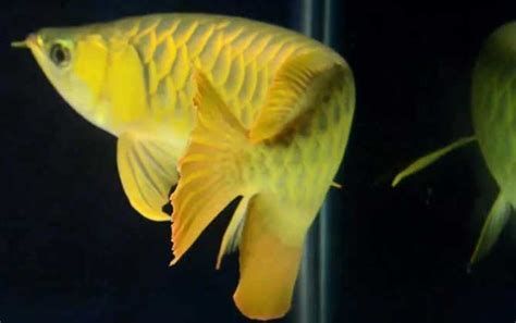 龍魚進食正常但趴著，需要立即換水嗎？