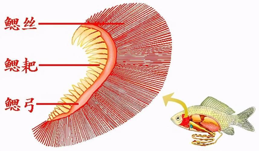 能否提供銀龍魚鰓蓋結(jié)構(gòu)的詳細圖示，如何判斷銀龍魚的鰓蓋是否健康？