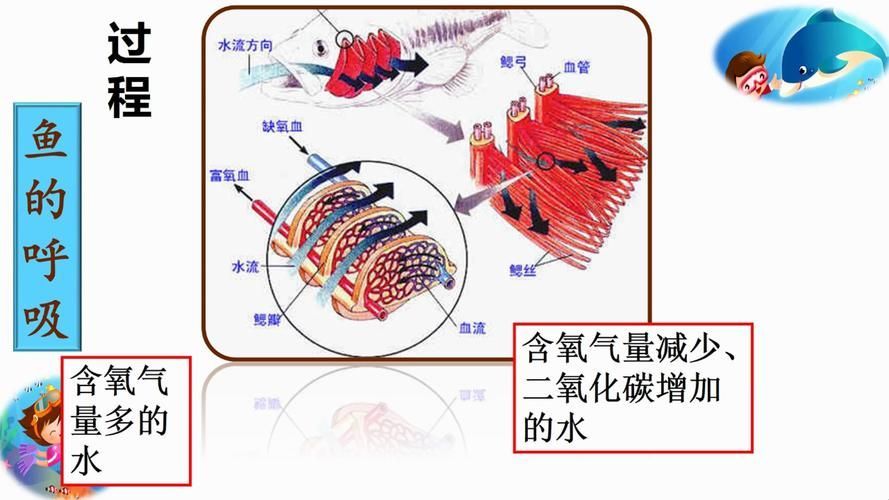 能否提供銀龍魚鰓蓋結(jié)構(gòu)的詳細圖示，如何判斷銀龍魚的鰓蓋是否健康？