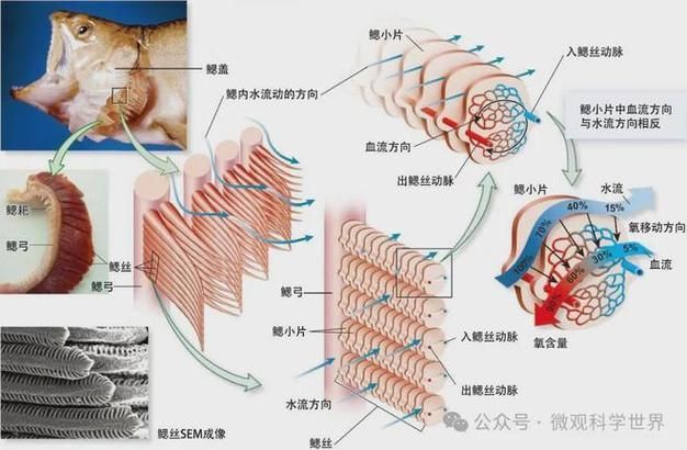 能否提供銀龍魚鰓蓋結(jié)構(gòu)的詳細圖示，如何判斷銀龍魚的鰓蓋是否健康？