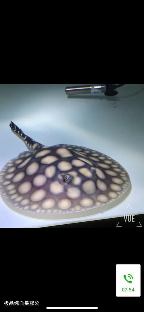 白子紅龍的市場(chǎng)價(jià)格是多少，白子紅龍的價(jià)格是多少？