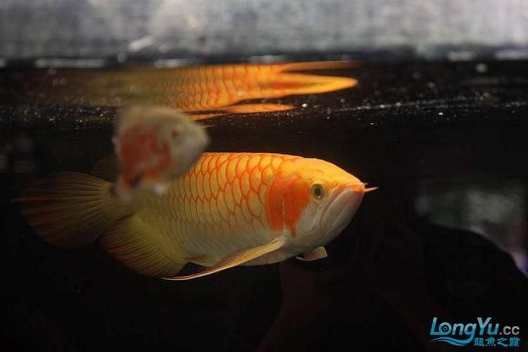 白子紅龍的市場(chǎng)價(jià)格是多少，白子紅龍的價(jià)格是多少？