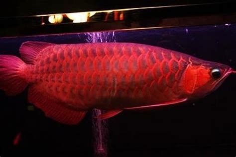 紅色龍魚有哪些著名的品種？，紅色龍魚的種類有哪些？