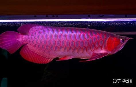 紅色龍魚有哪些著名的品種？，紅色龍魚的種類有哪些？