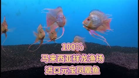 元寶鳳凰魚百科，元寶鳳凰魚在水中的化身，寓意吉祥如意、財源廣進