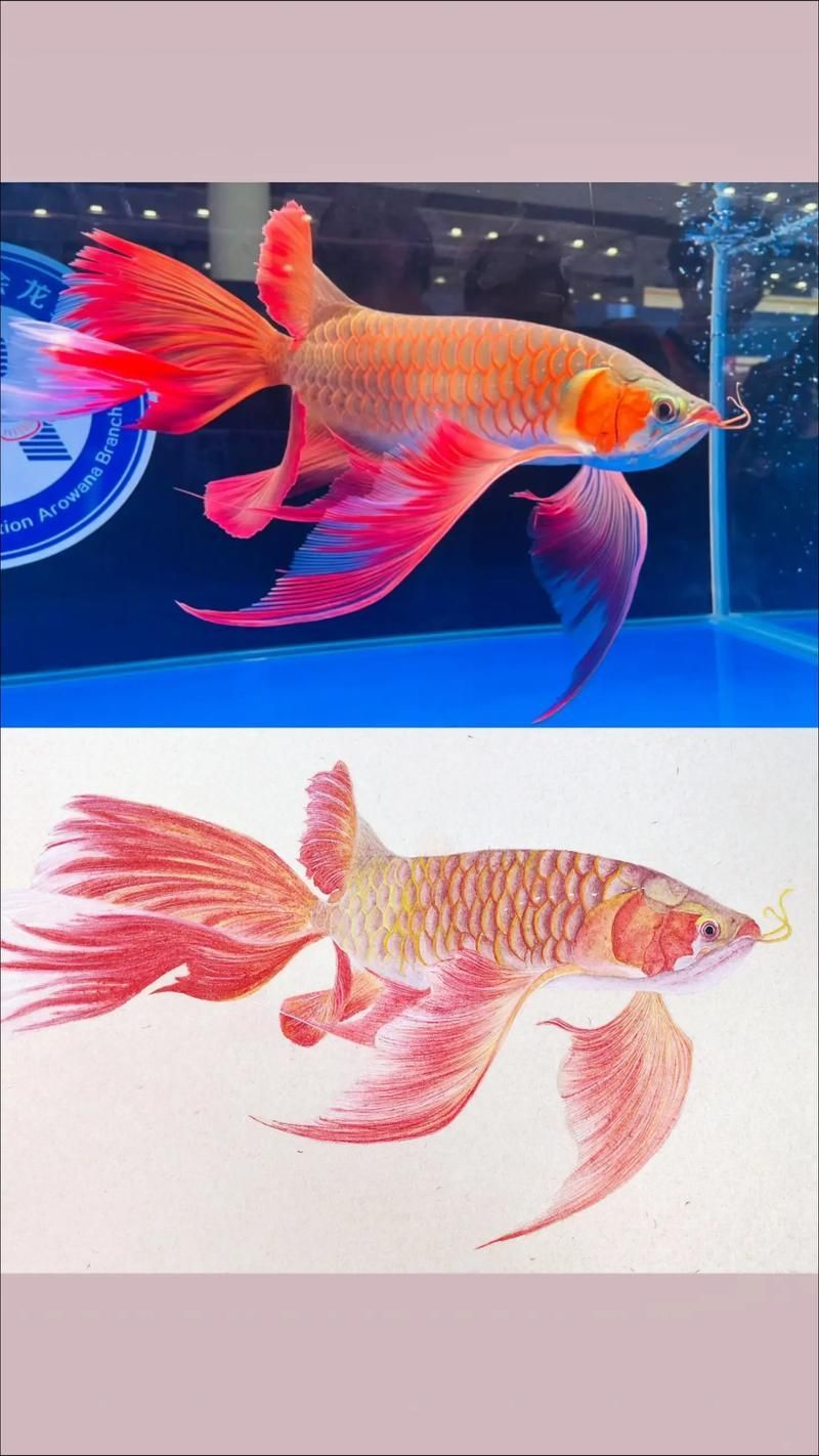 給我一些關于龍魚01的圖片，龍魚01的飼養方法