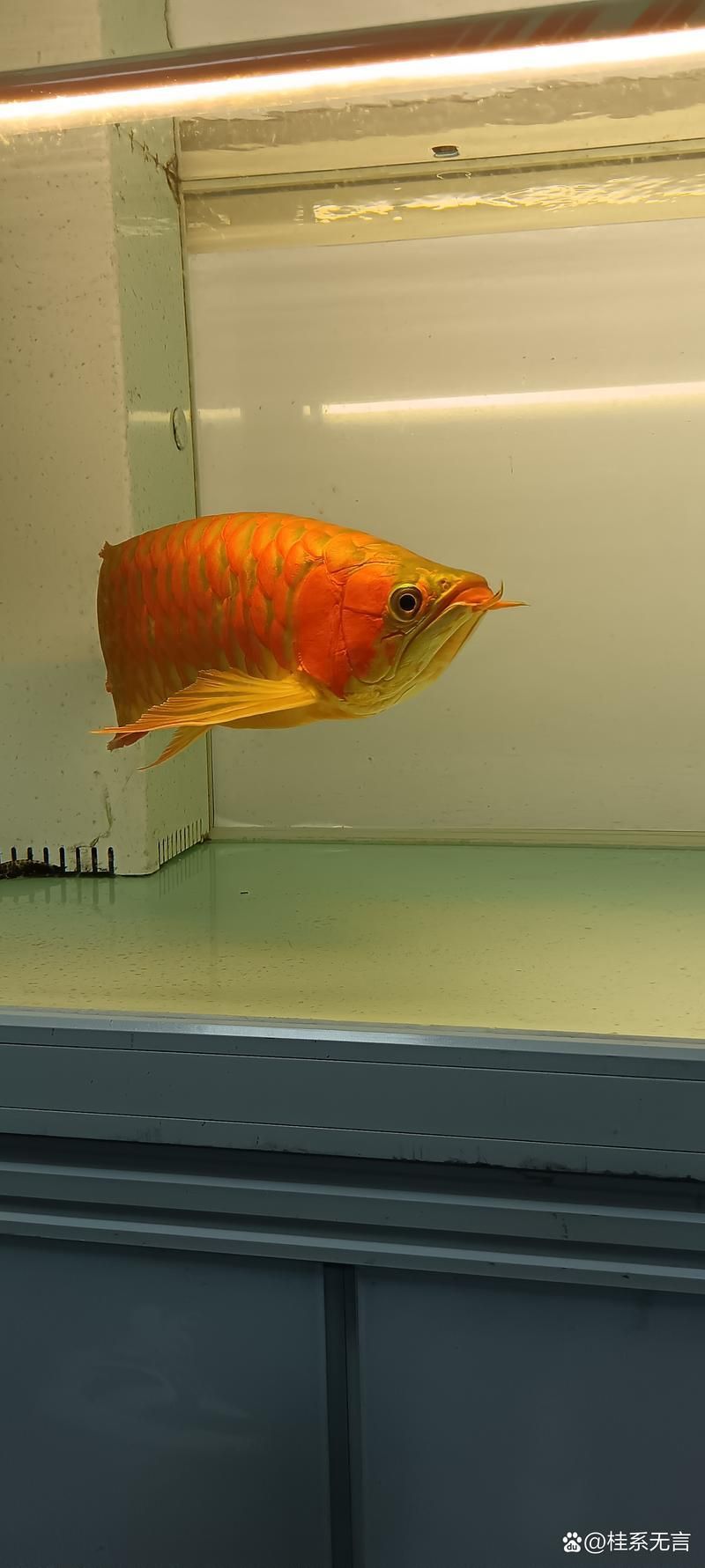 給我一些關于龍魚01的圖片，龍魚01的飼養方法