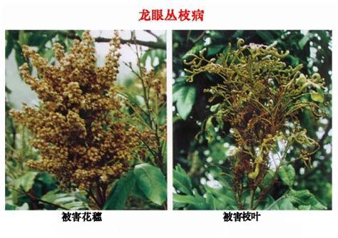 龍睛爛尾最簡單三個征兆，龍眼爛尾最簡單三個征兆