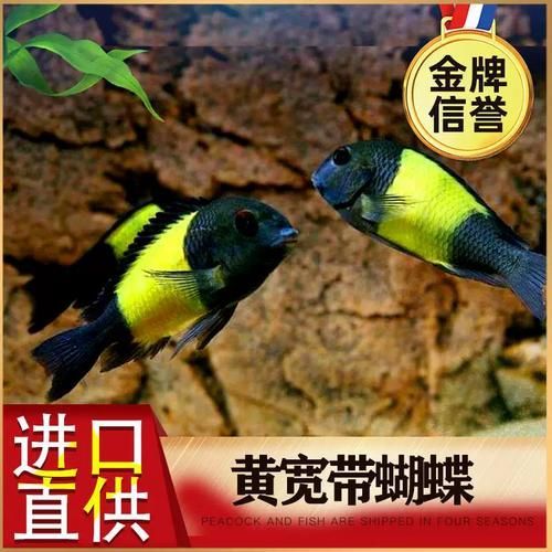 祥龍魚場黃寬帶蝴蝶魚的價格是多少，祥龍魚場黃寬帶蝴蝶魚價格是多少